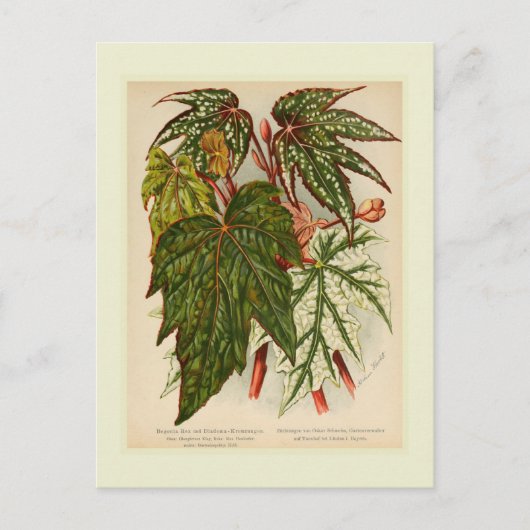 Begonia rex postkarte (Vorderseite)
