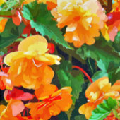BEGONIAS FLIESE