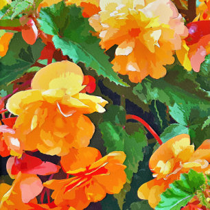 BEGONIAS FLIESE
