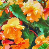 BEGONIAS KARTE