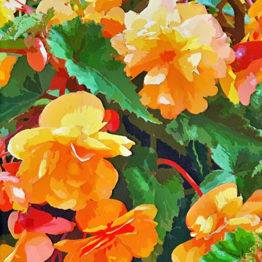 BEGONIAS KARTE