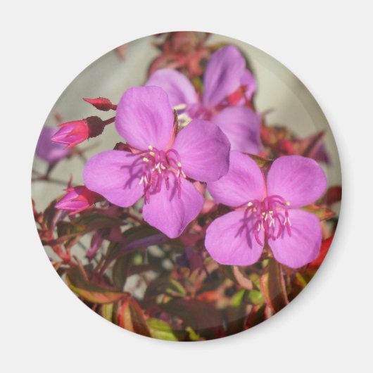 Begonias-Magnet Magnet (Vorne)