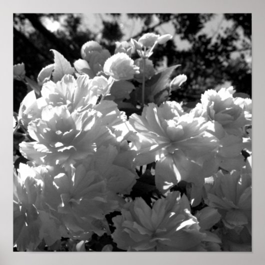 Begonias Poster (Vorne)