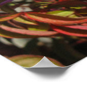 Begonias Poster (Ecke)