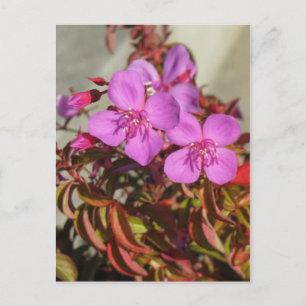 Begonias Postkarte, anpassen Postkarte