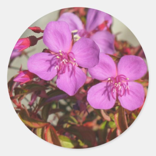 Begonias Sticker (Vorderseite)