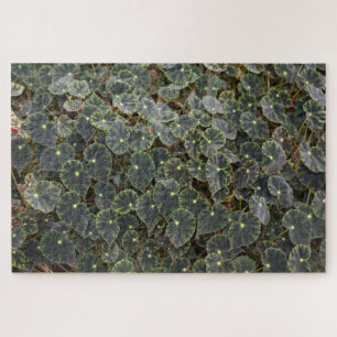 Begonie bowerae Ziesenh. 'Bethlehem Star' Puzzle