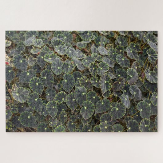 Begonie bowerae Ziesenh. 'Bethlehem Star' Puzzle (Horizontal)
