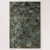 Begonie bowerae Ziesenh. 'Bethlehem Star' Puzzle (Vertikal)