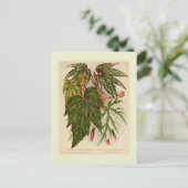 Begonie rex postkarte (Stehend Vorderseite)