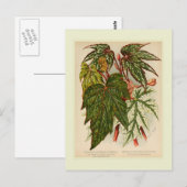 Begonie rex postkarte (Vorne/Hinten)
