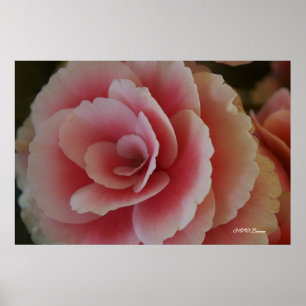 Begonien-Schönheit Poster