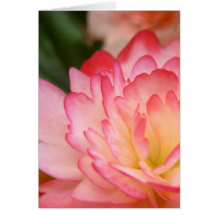 Begonien-Soul-Blüte