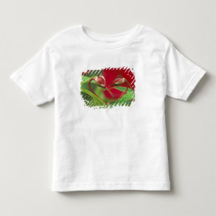 Begonienknospen in Herzform mit Tropfen . Credit Kleinkind T-shirt