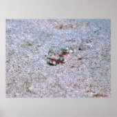 begraben poster (Vorne)