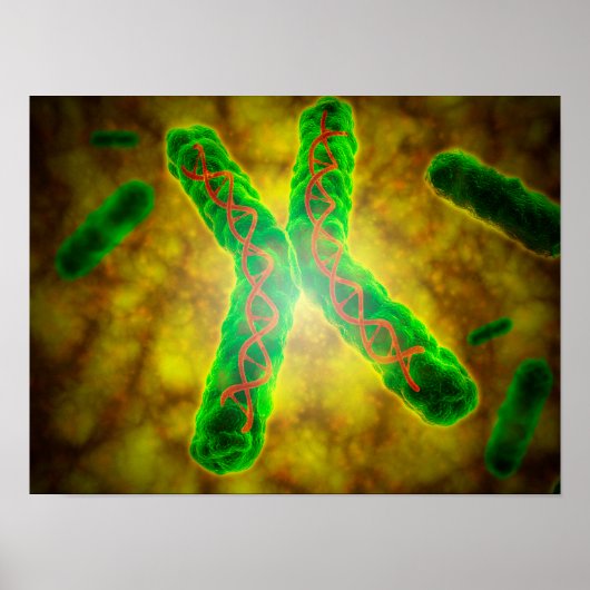 Begriffsbild eines Telomere Poster (Vorne)