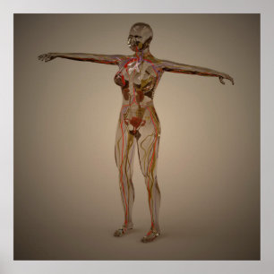 Begriffsbild menschlichen Nervensystems 2 Poster