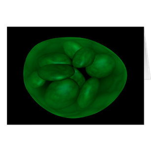 Begriffsbild von Chloroplast 2