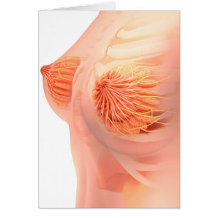 Begriffsbild weiblicher Brust-Anatomie 1