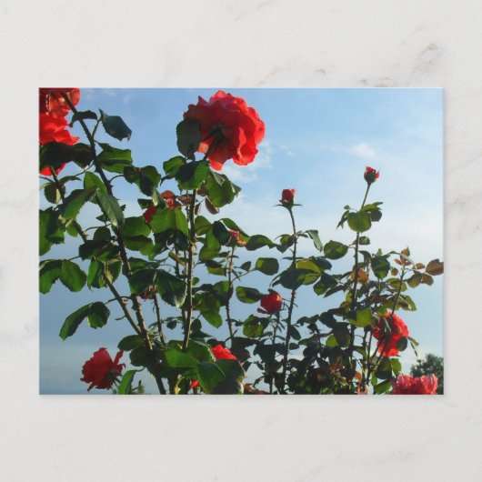 Begrüßung Geburtstagskarte Postkarte (Vorderseite)