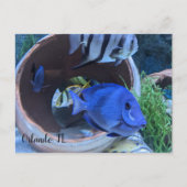 Begrüßung unter Wasser Postkarte (Vorderseite)