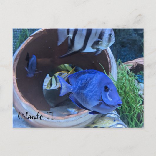 Begrüßung unter Wasser Postkarte (Vorderseite)