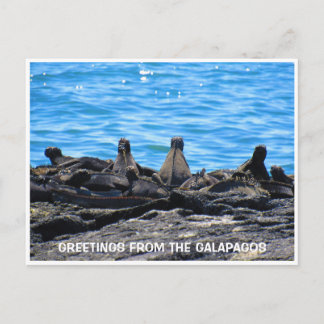 Begrüßung von Meeresiguana Postkarte