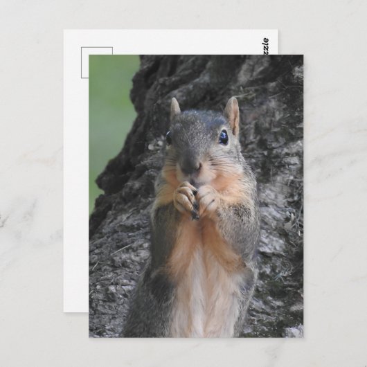 Behalt in Touch | Funny Niedlich Squrel Postkarte (Vorne/Hinten)