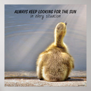 Behaltend Suche nach dem Sun Poster