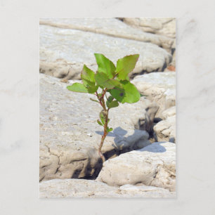 Beharrlichkeit Postkarte