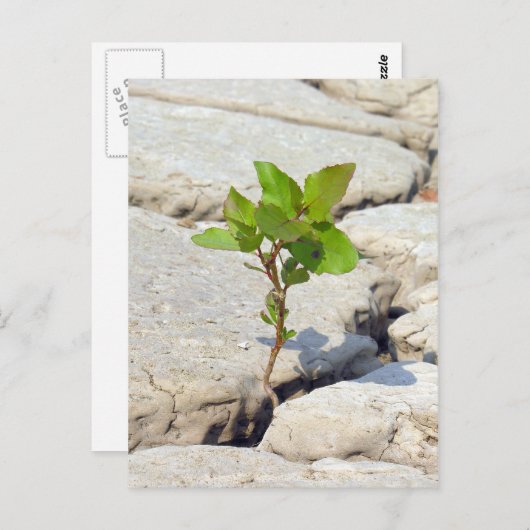 Beharrlichkeit Postkarte (Vorne/Hinten)