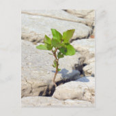 Beharrlichkeit Postkarte (Vorderseite)