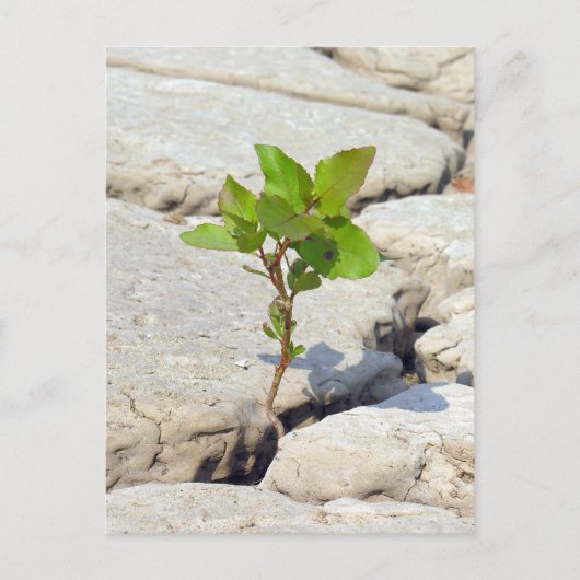 Beharrlichkeit Postkarte (Vorderseite)