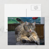 Bei der Reinigung gestört Postkarte (Vorne/Hinten)