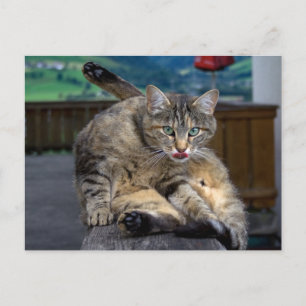 Bei der Reinigung gestört Postkarte