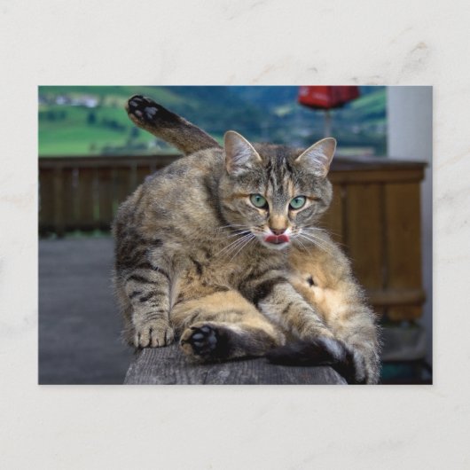 Bei der Reinigung gestört Postkarte (Vorderseite)