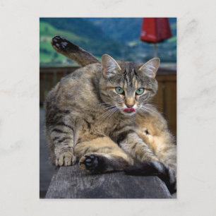 Bei der Reinigung gestört Postkarte