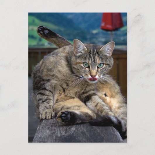 Bei der Reinigung gestört Postkarte (Vorderseite)