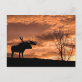 bei der Sunset Post Card Postkarte (Vorderseite)