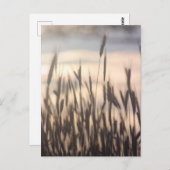 Bei Sonnenuntergang wachsen die Roggen hoch Postkarte (Vorne/Hinten)