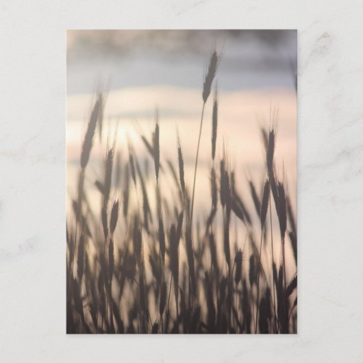 Bei Sonnenuntergang wachsen die Roggen hoch Postkarte (Vorderseite)