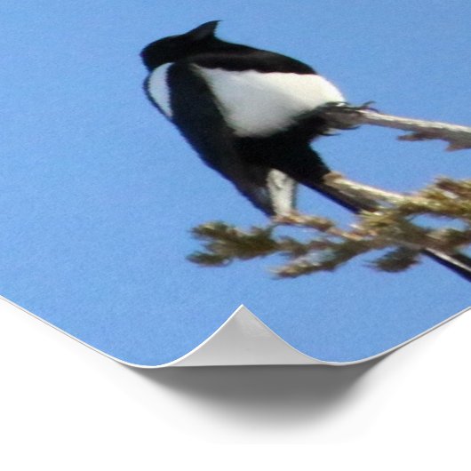 BEIAM Bald Eagle Ignores a Magpie Poster (Ecke)