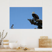 BEIAM Bald Eagle Ignores a Magpie Poster (Küche)