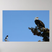 BEIAM Bald Eagle Ignores a Magpie Poster (Vorne)