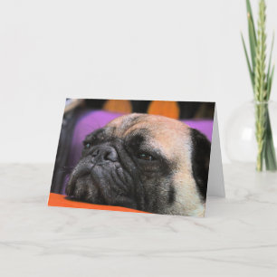 Beifall-oben! Mops-Gruß-Karte Karte