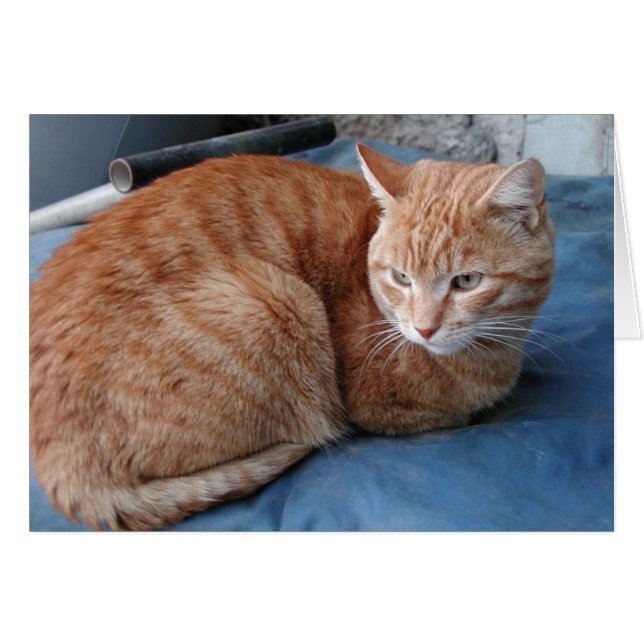 Beige Cat (Vorderseite (Horizontal))