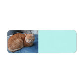 Beige Cat Address-Label (Vorne)