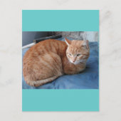 Beige Cat Postkarte (Vorderseite)