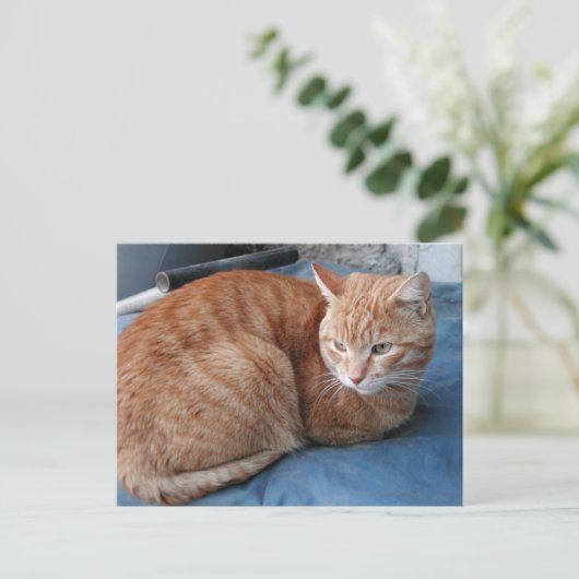 Beige Cat Postkarte (Stehend Vorderseite)