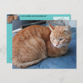 Beige Cat Postkarte (Vorne/Hinten)